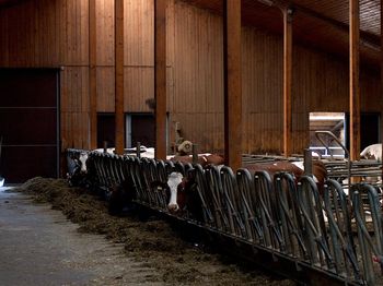 Unsere Kühe im Stall
